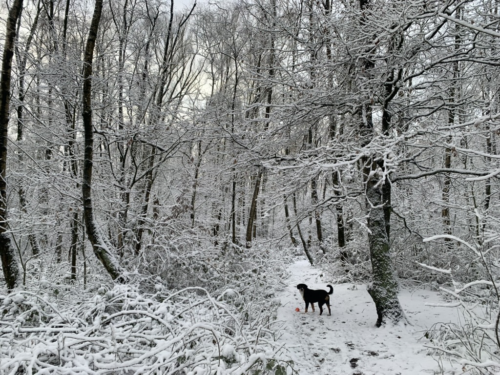 Unser Hund Max im echten Leben, tobend im Schnee.